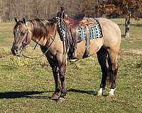 dun-quarter-horse