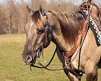 quarter-horse