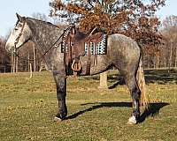 draft-percheron-horse