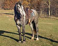 percheron-cross-horse