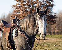 dressage-percheron-horse