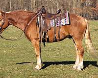 draft-cross-belgian-horse