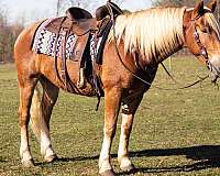 trail-riding-belgian-horse