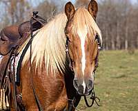 driving-belgian-horse