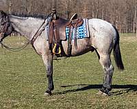 quarter-horse