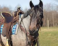 trail-riding-quarter-horse