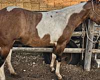 dun-white-breeding-horse