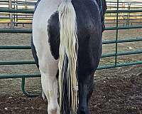 dun-white-breeding-horse