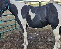 dun-white-breeding-horse