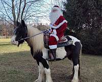 gypsy-vanner-horse-for-sale