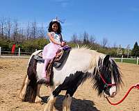 gypsy-vanner-horse