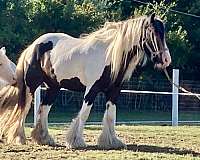 gypsy-vanner