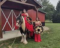 soft-gypsy-vanner-horse