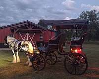 animals-gypsy-vanner-horse