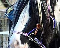 bridle-gypsy-vanner-horse