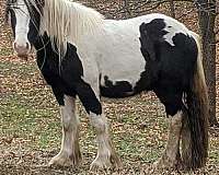 carriage-gypsy-vanner-horse