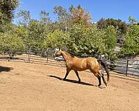 advanced-beginner-quarter-horse