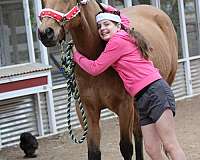 aqha-quarter-horse