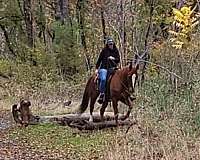 barrel-racing-quarter-horse