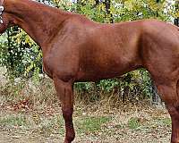 athletic-quarter-horse