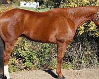 all-around-quarter-horse