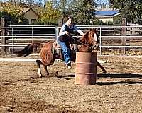 playday-quarter-horse