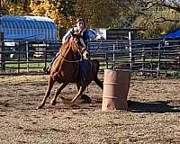 ranch-quarter-horse