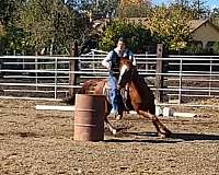 ranch-work-quarter-horse