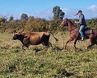 ridden-western-quarter-horse