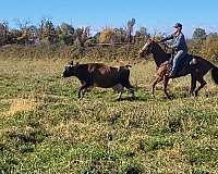 team-penning-quarter-horse