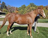 quarter-horse-gelding