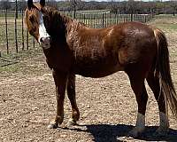 quarter-horse-for-sale