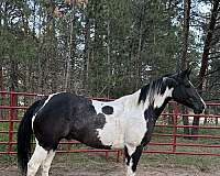 rescue-trained-paint-horse