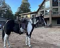 black-white-rescue-trained-horse