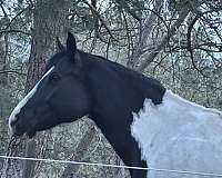 paint-gelding