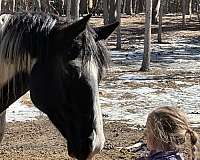 black-white-gelding-for-sale