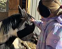 black-white-paint-gelding