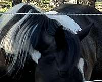 black-white-gelding-for-sale