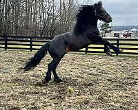 bay-black-with-mane-tail-horse