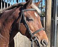 chestnut-primitive-stripes-pony