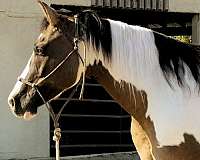 grulla-grullawhite-horse