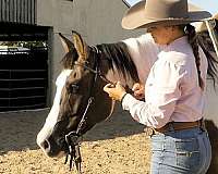 western-dressage-paint-horse