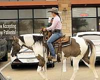 grulla-all-around-horse