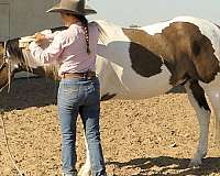 grulla-paint-gelding