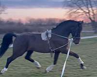 dutch-warmblood-gelding