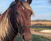 flaxen-mane-rocky-mountain-horse