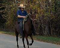 trail-riding-rocky-mountain-horse