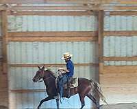 trail-riding-rocky-mountain-horse