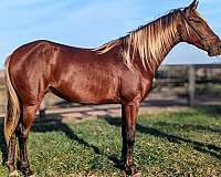 flashy-rocky-mountain-horse