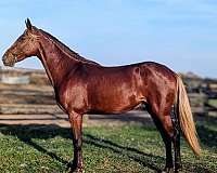 flaxen-mane-rocky-mountain-horse